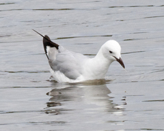 Hartlaub's Gull photo 5