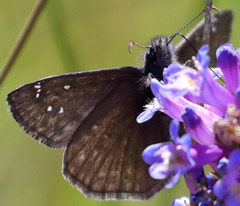 Erynnis persius