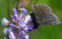 Erynnis persius
