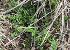 Astragalus distortus