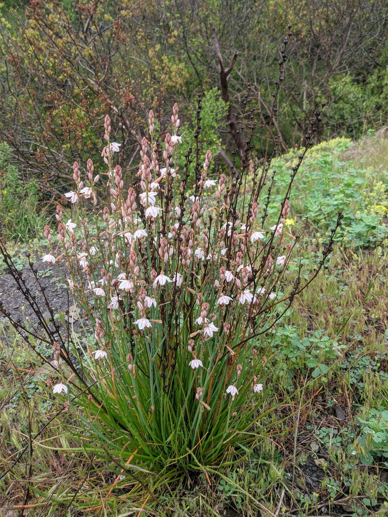 Röhriger Affodill (Tenerife Plants Liliopsida without Poales) · iNaturalist