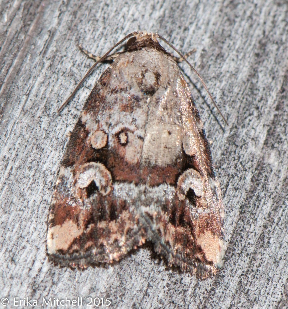 Festive and Pale-winged Midgets and Allies