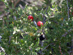 Condalia globosa