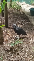 Coragyps atratus image