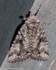 Anaplectoides pressus