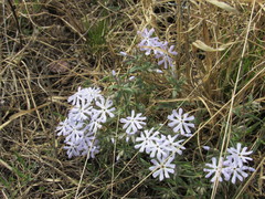 Phlox bifida