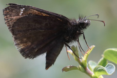 Erynnis persius