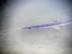 Lepisosteus platostomus