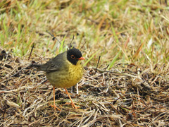 Spotted Nightingale-Thrush photo 4