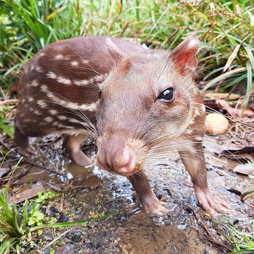 Lowland Paca (Cuniculus paca)
