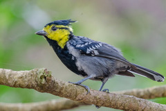 Machlolophus spilonotus