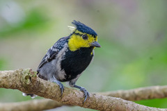 Machlolophus spilonotus