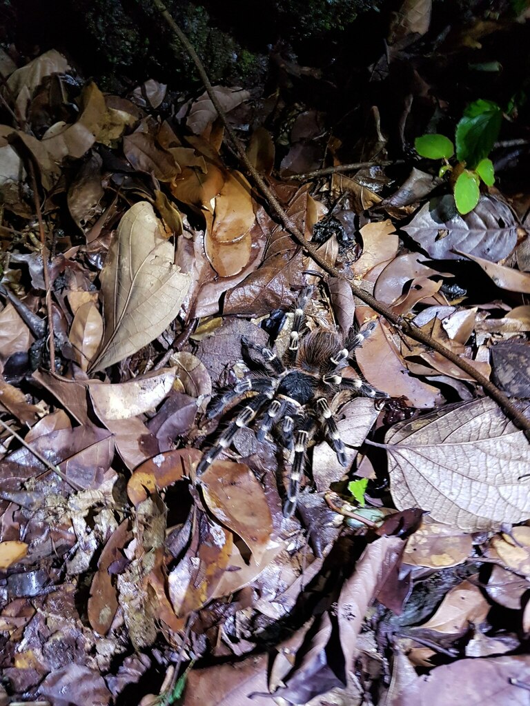 whitebanded tarantula