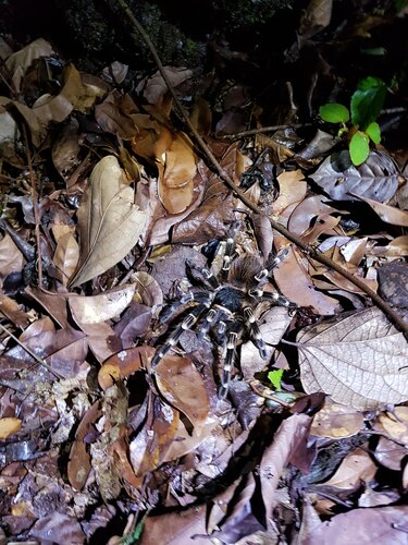 whitebanded tarantula