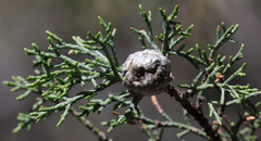 Cupressus bakeri