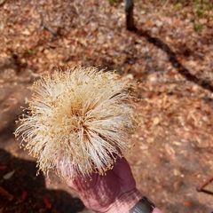 Pseudobombax septenatum image