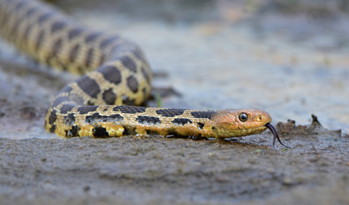 Western Foxsnake