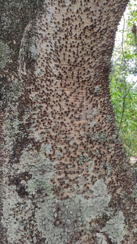 Hura crepitans - Whole tree
