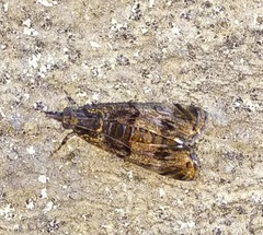 Crambidae