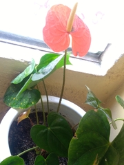 Anthurium andraeanum