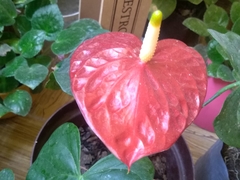 Anthurium andraeanum