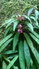 Image of Begonia ambodiforahensis