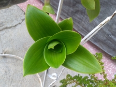 Liliopsida