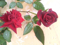 Rosa