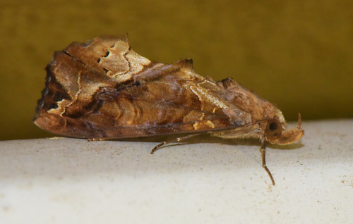 Plusiodonta excavata