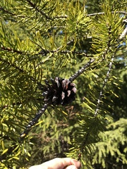 Pinus banksiana image