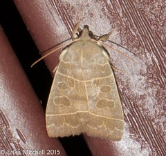 Ipimorpha pleonectusa