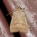 Even-lined Sallow - Photo (c) Erika Mitchell, some rights reserved (CC BY-NC), uploaded by Erika Mitchell