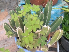 Magnoliopsida