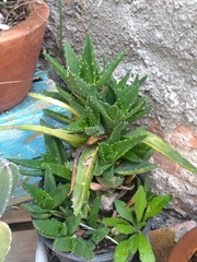Aloe