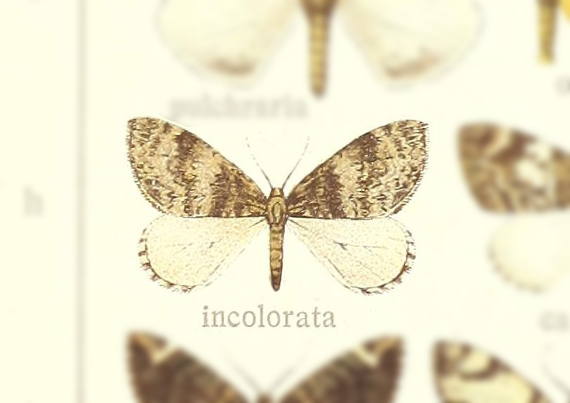 Dysstroma incolorata