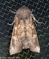 Papaipema cataphracta