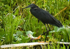 Egretta ardesiaca