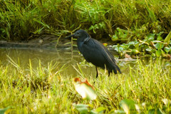Egretta ardesiaca