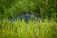 Egretta ardesiaca