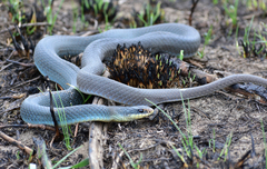 Coluber constrictor foxii