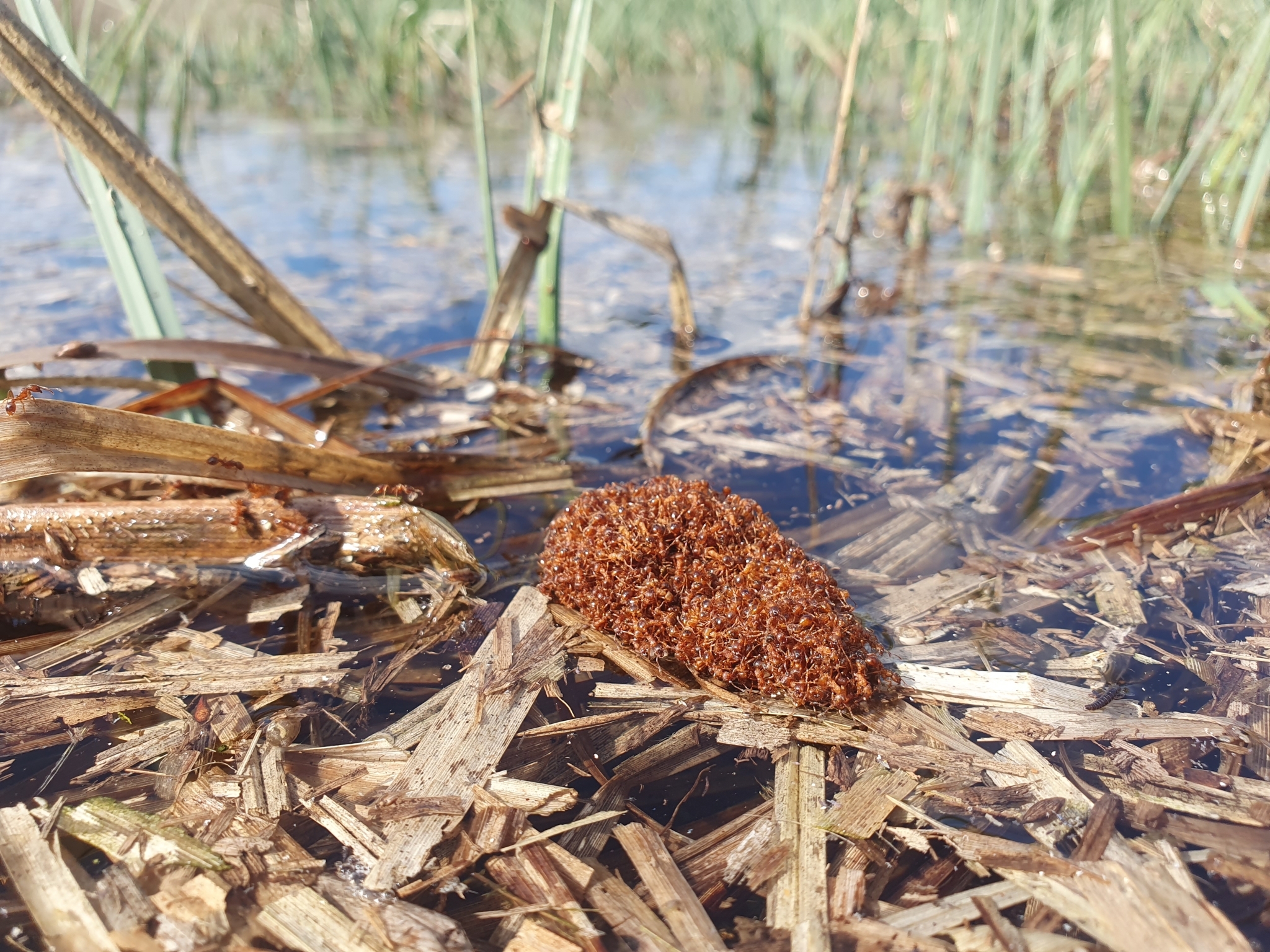Myrmica gallienii