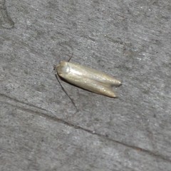 Holcocera immaculella