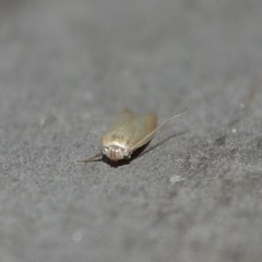 Holcocera immaculella