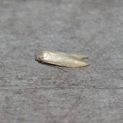 Holcocera immaculella