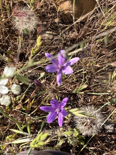 iNaturalist observation photo of Appendage Brodiaea