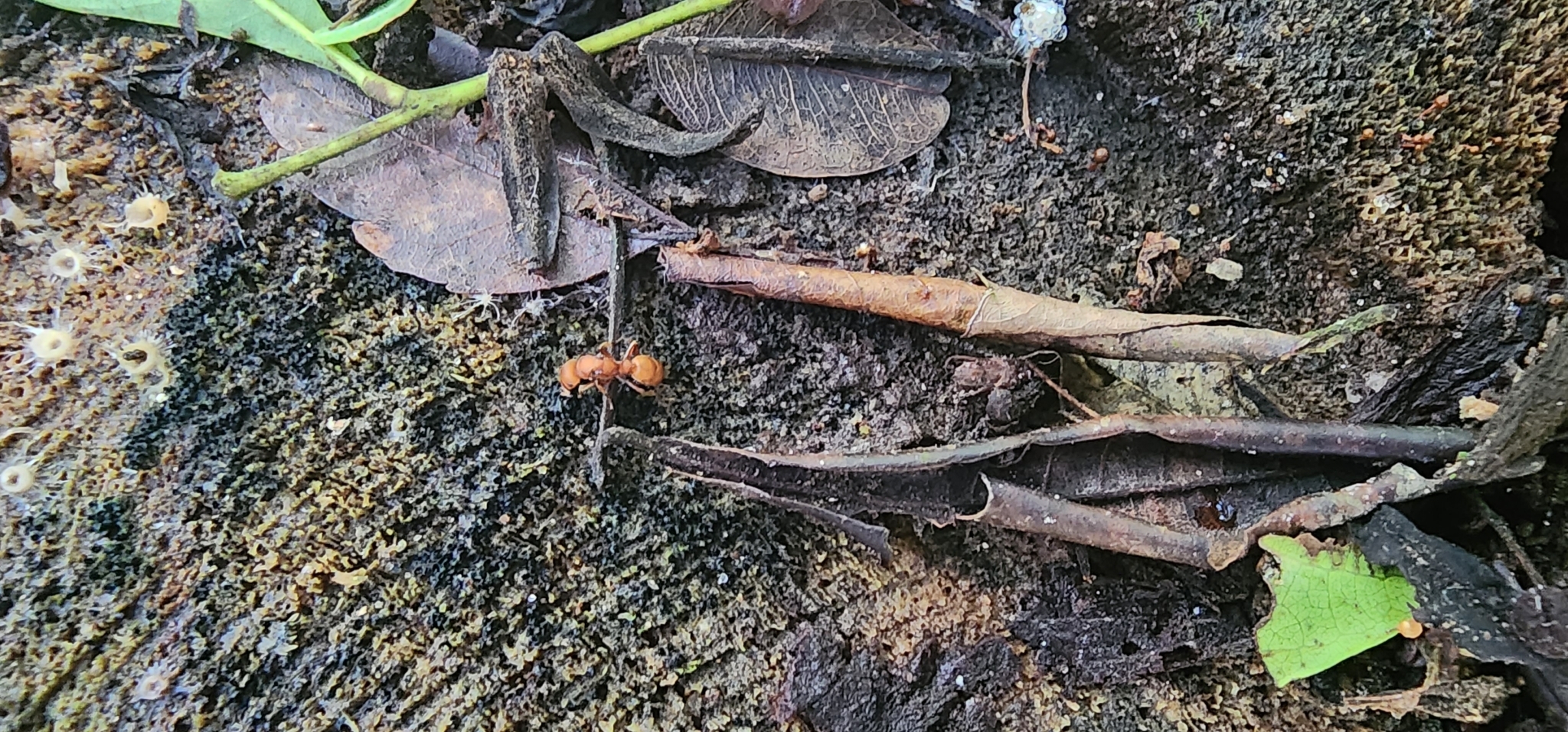 Heteroponera