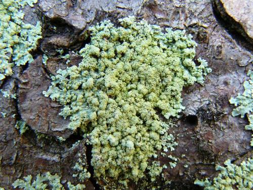 Green Starburst Lichen
