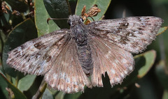 Erynnis propertius