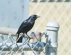 Ptiloxena atroviolacea