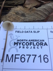 Mycena filopes image
